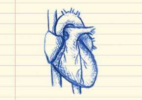 Pen drawing of an anatomically correct heart