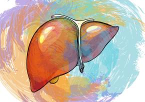Drawing of a liver